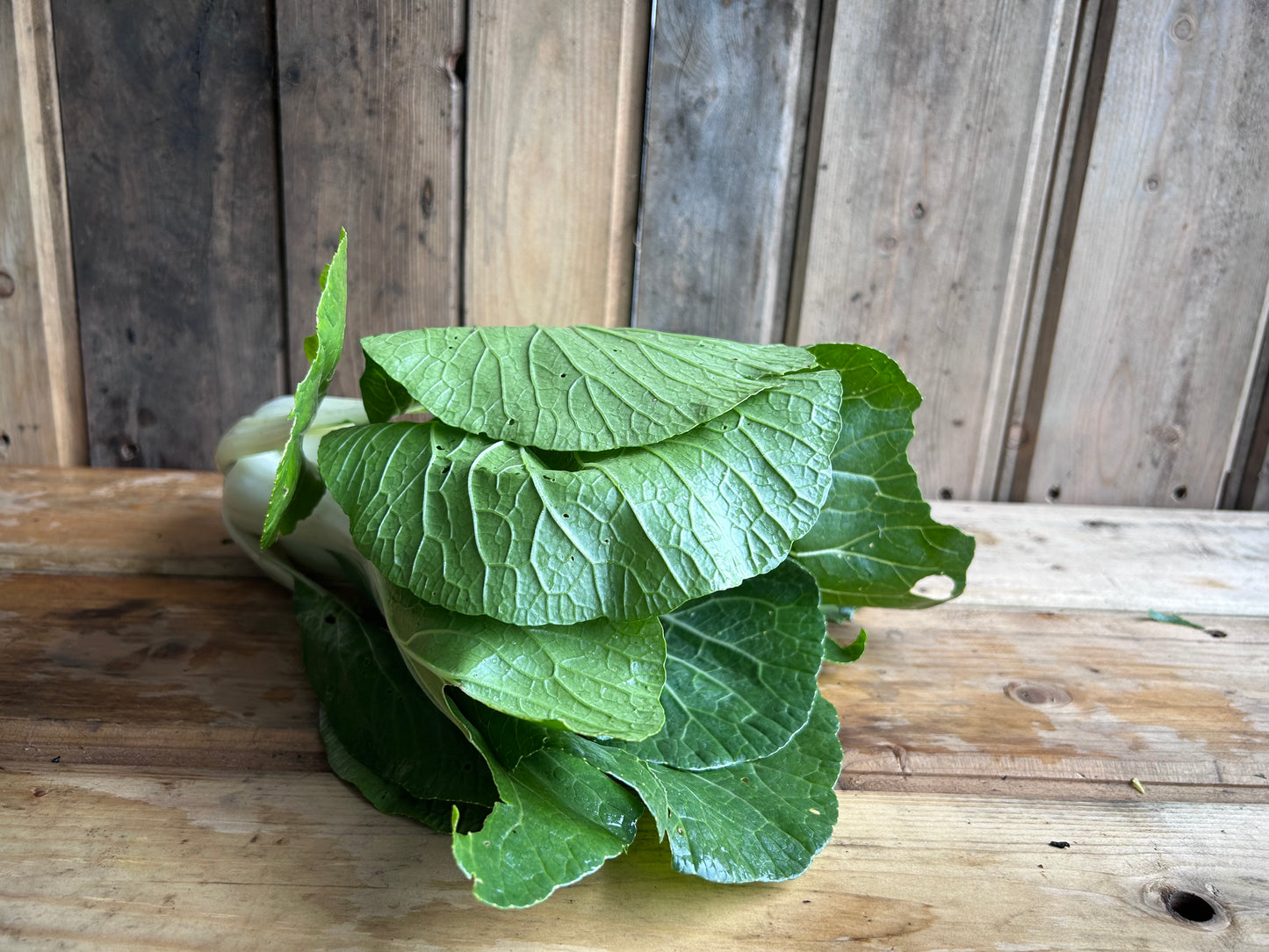 Bopak Bok Choy