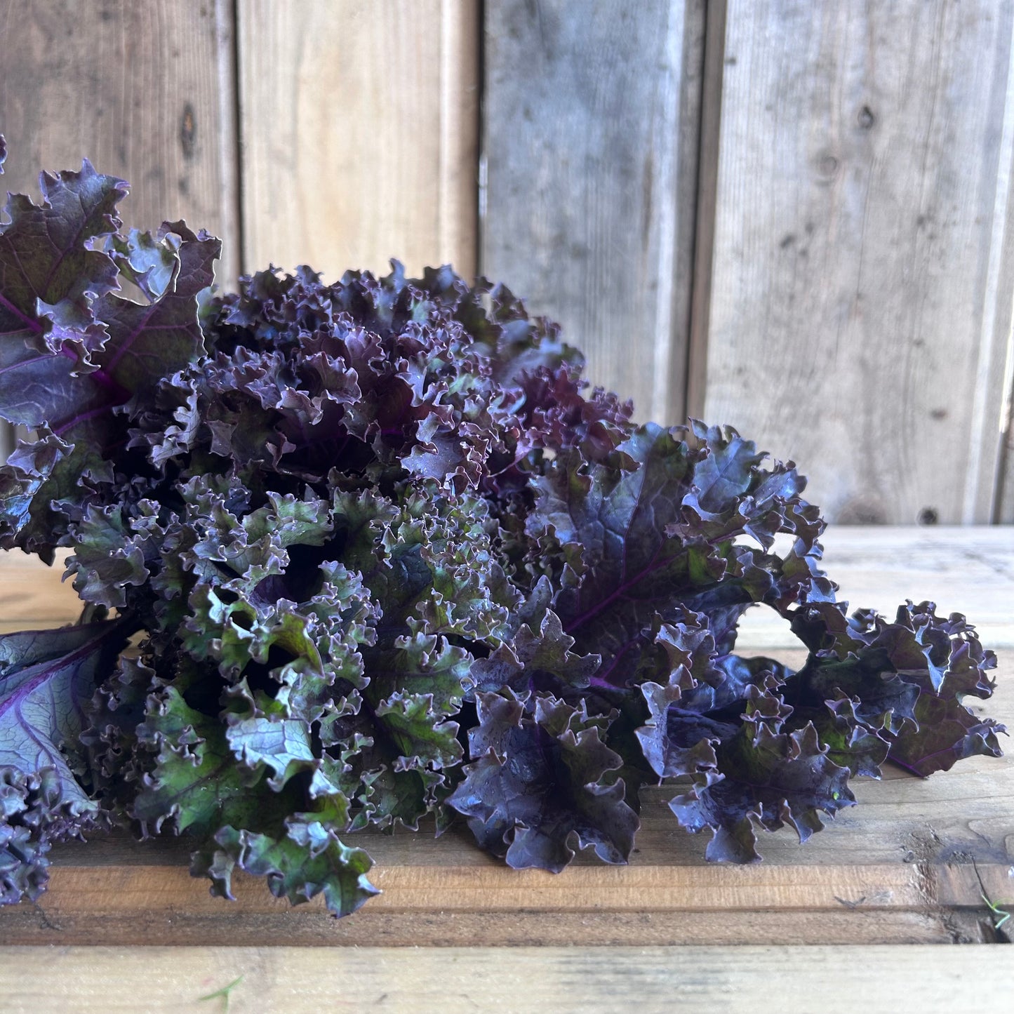 Kale, Purple