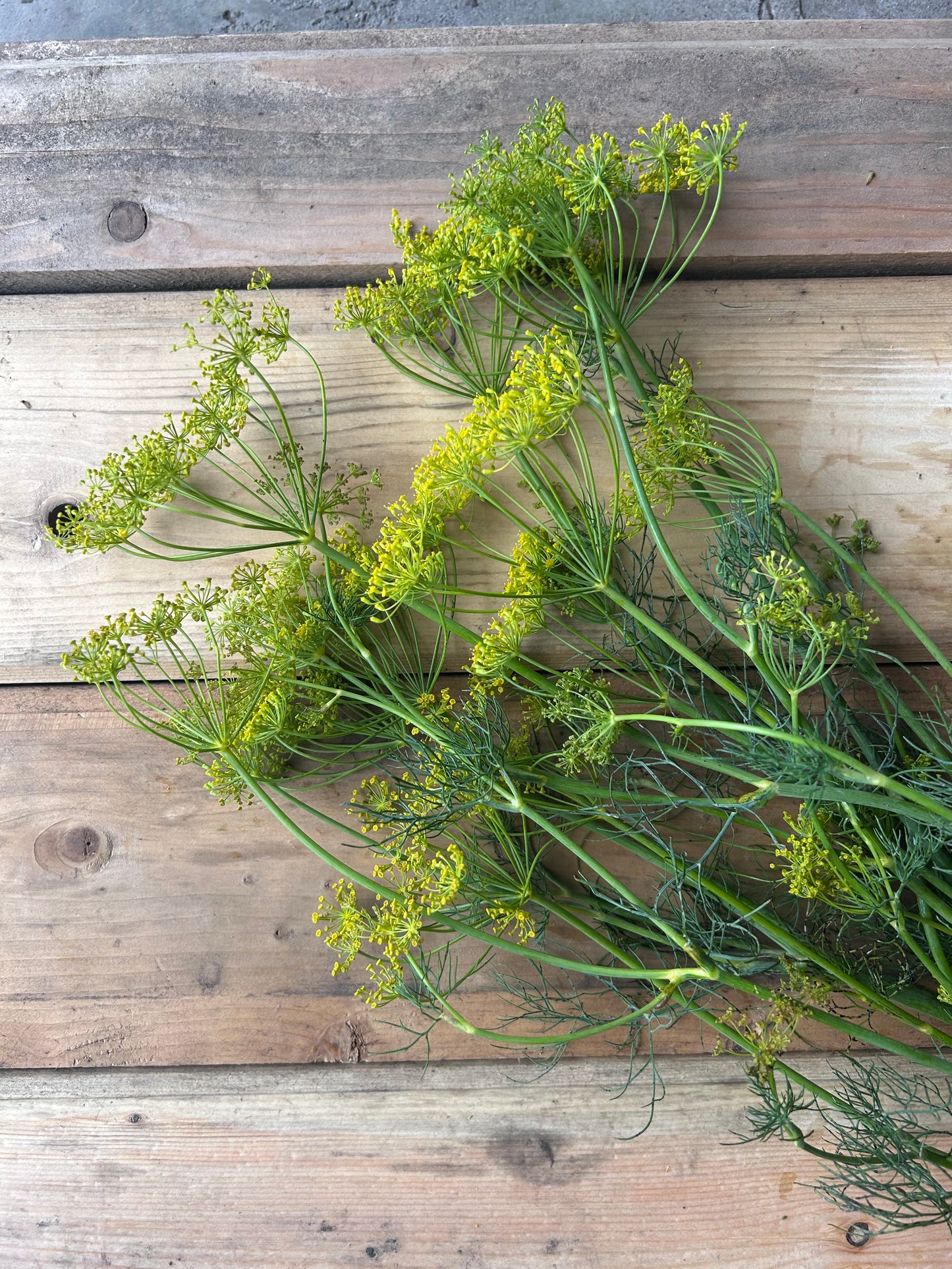 Dill (Pickling)