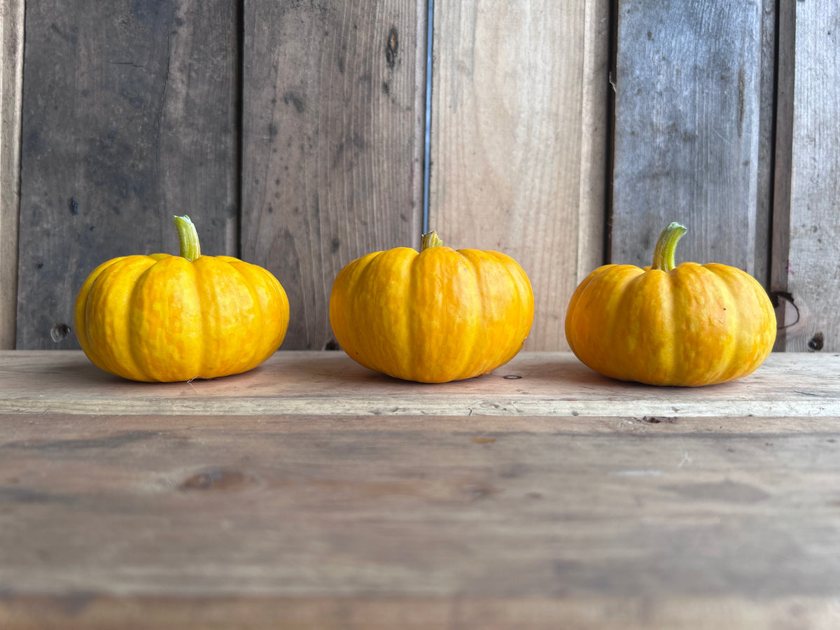 Pumpkin, Jill-Be-Little
