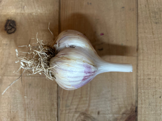 Garlic