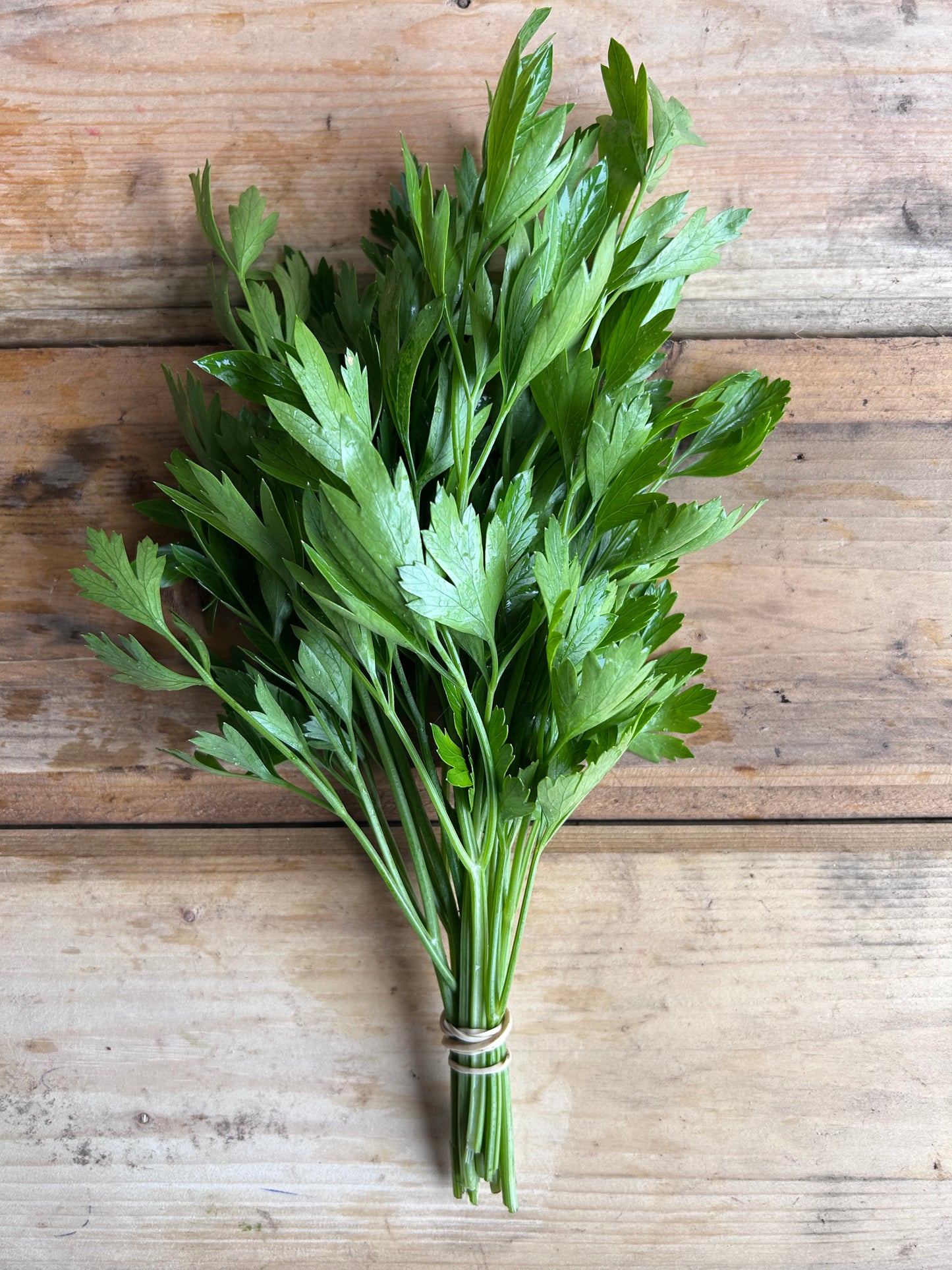 Parsley, Flatleaf