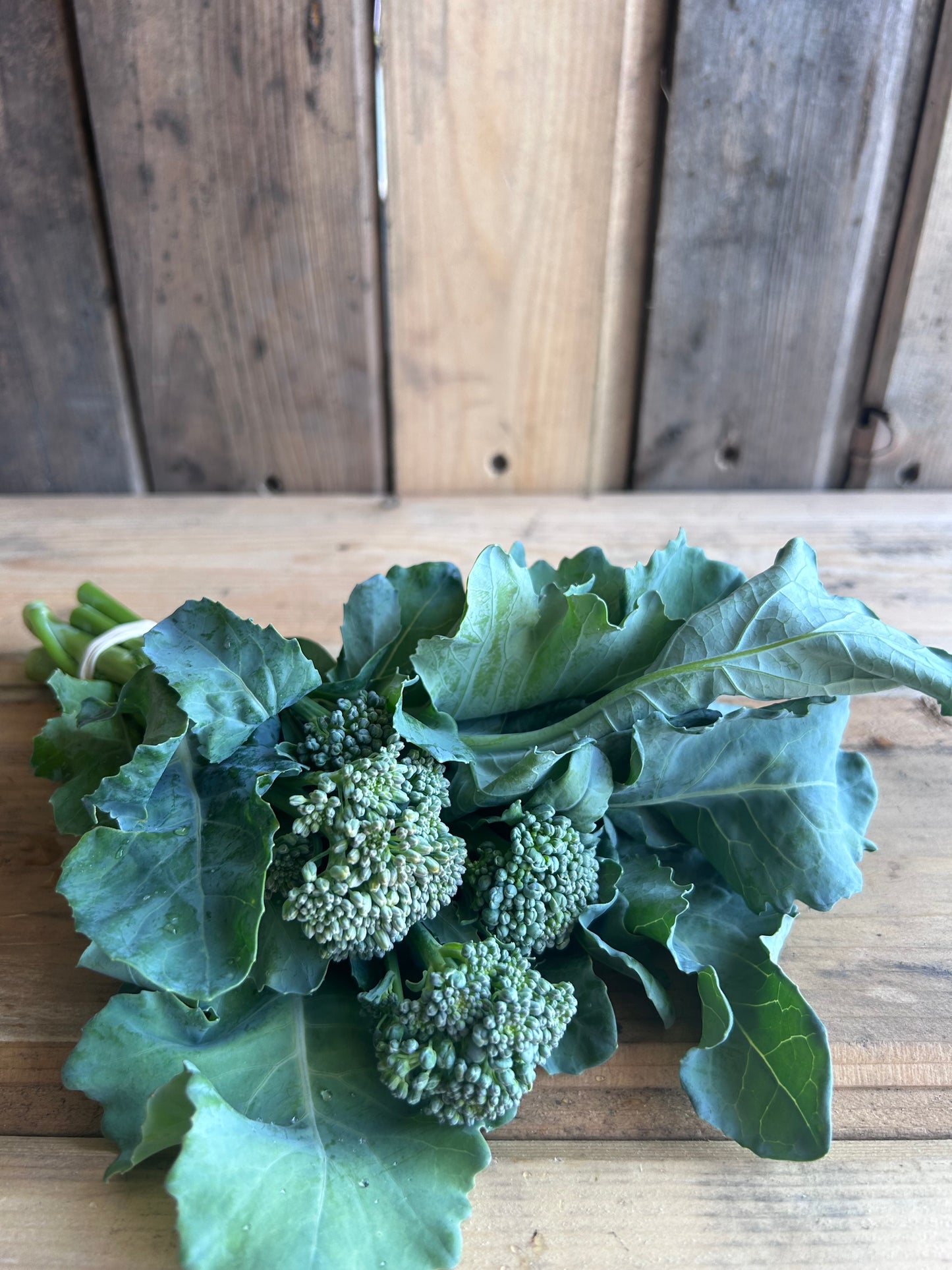 Broccolini