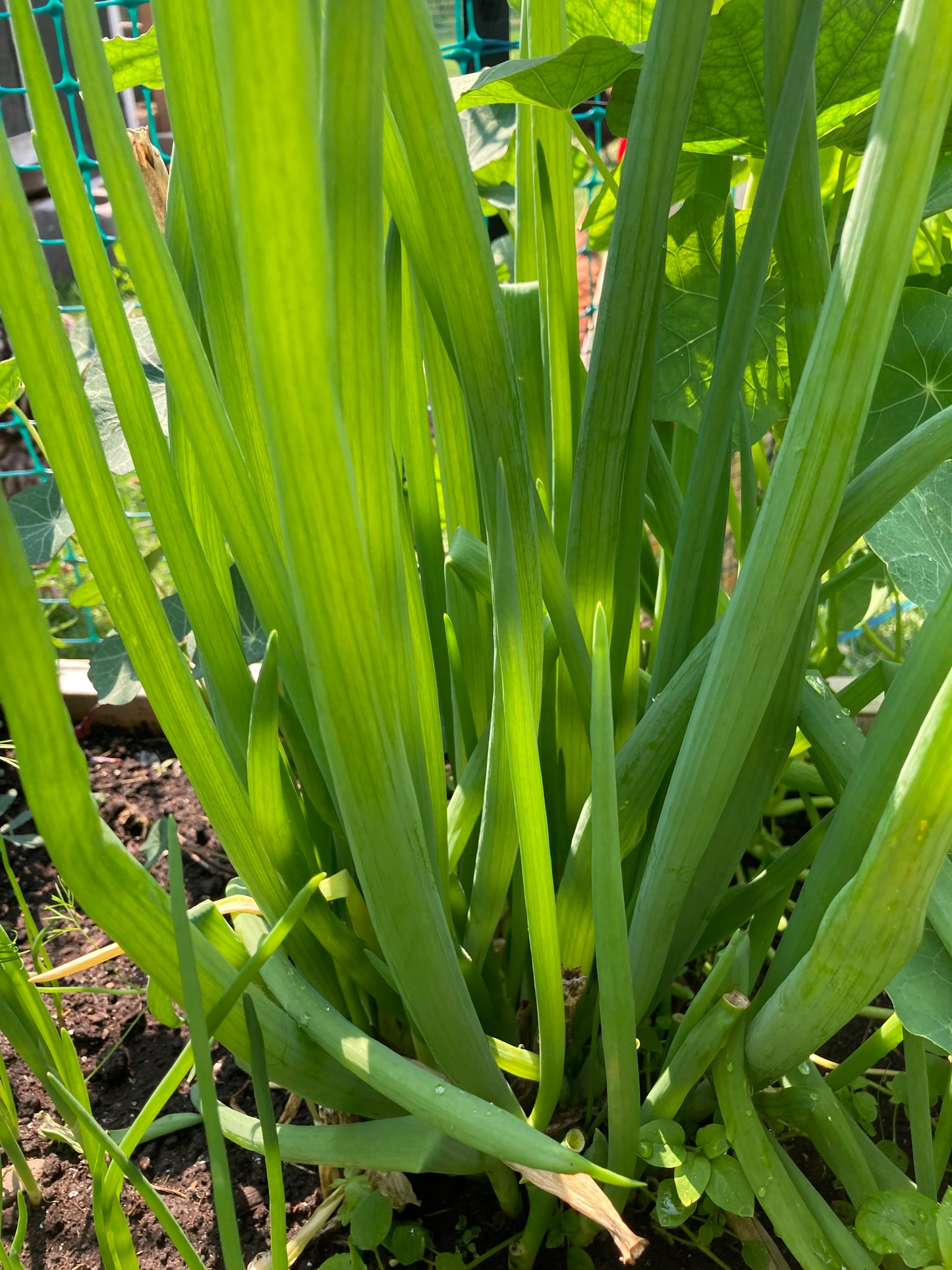 Green Onions