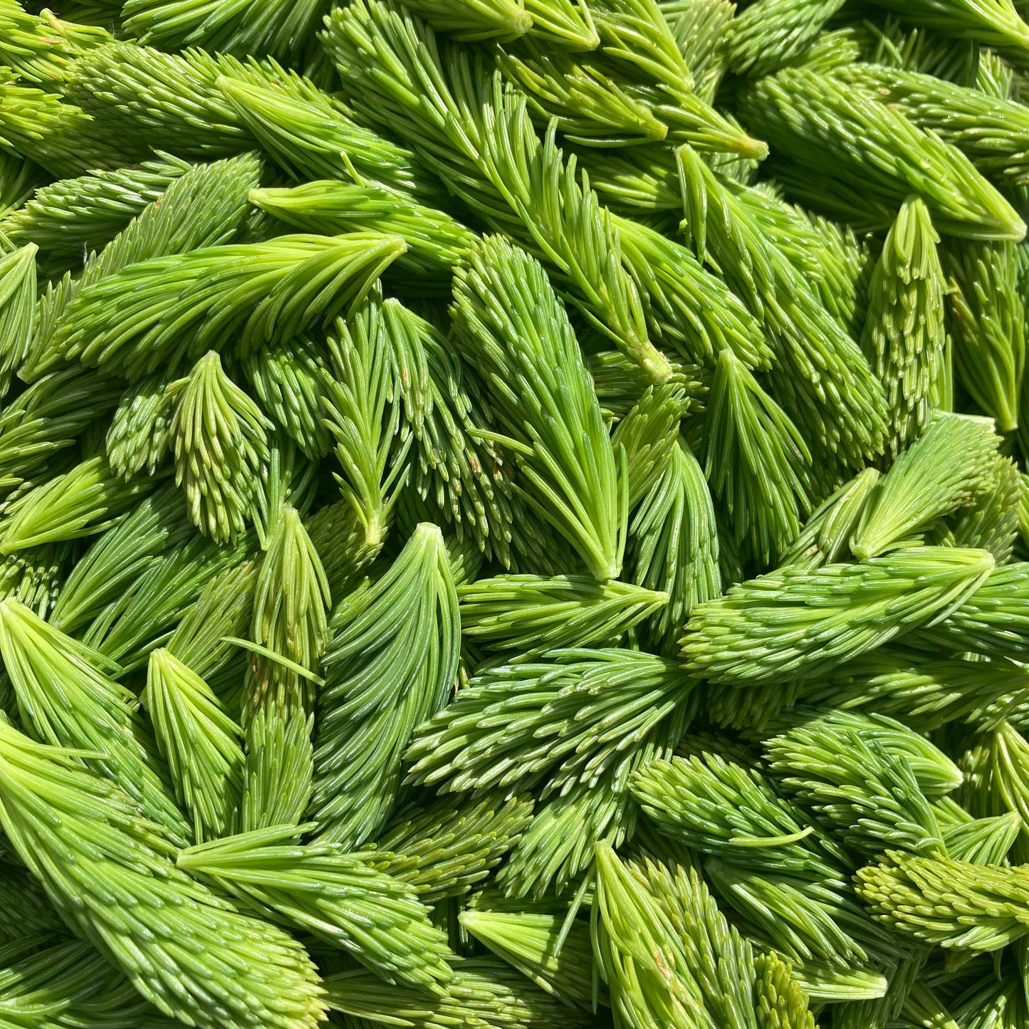 Wild Forage - Spruce Tips