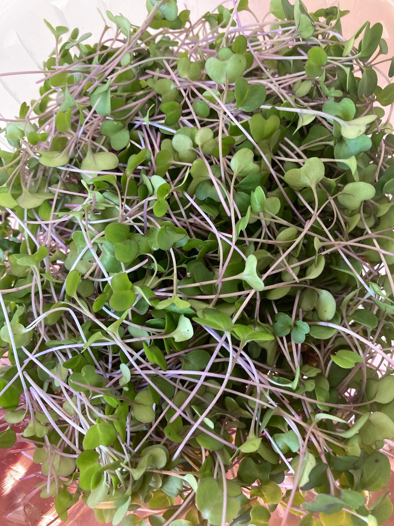 Microgreens