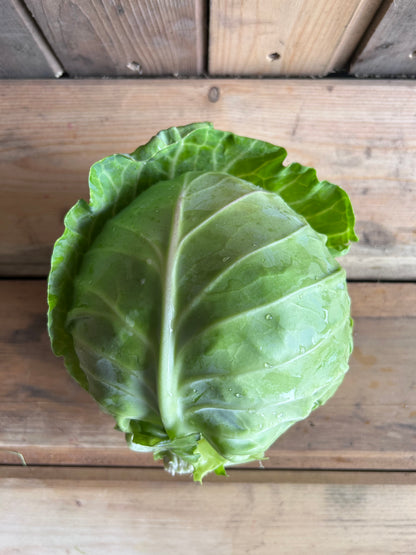 Cabbage, Green