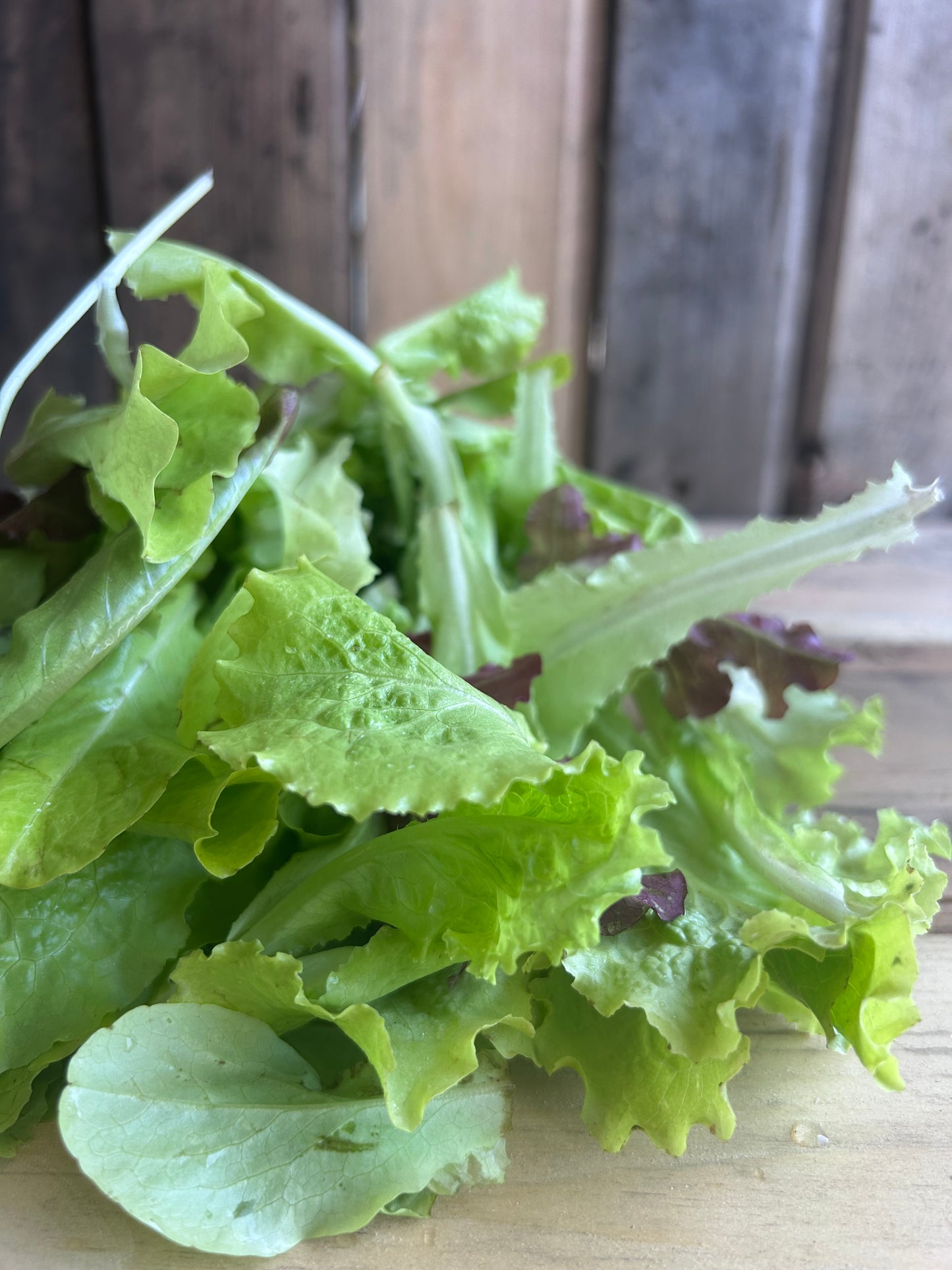 Mixed Salad Greens