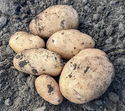 Organic Seed Potatoes