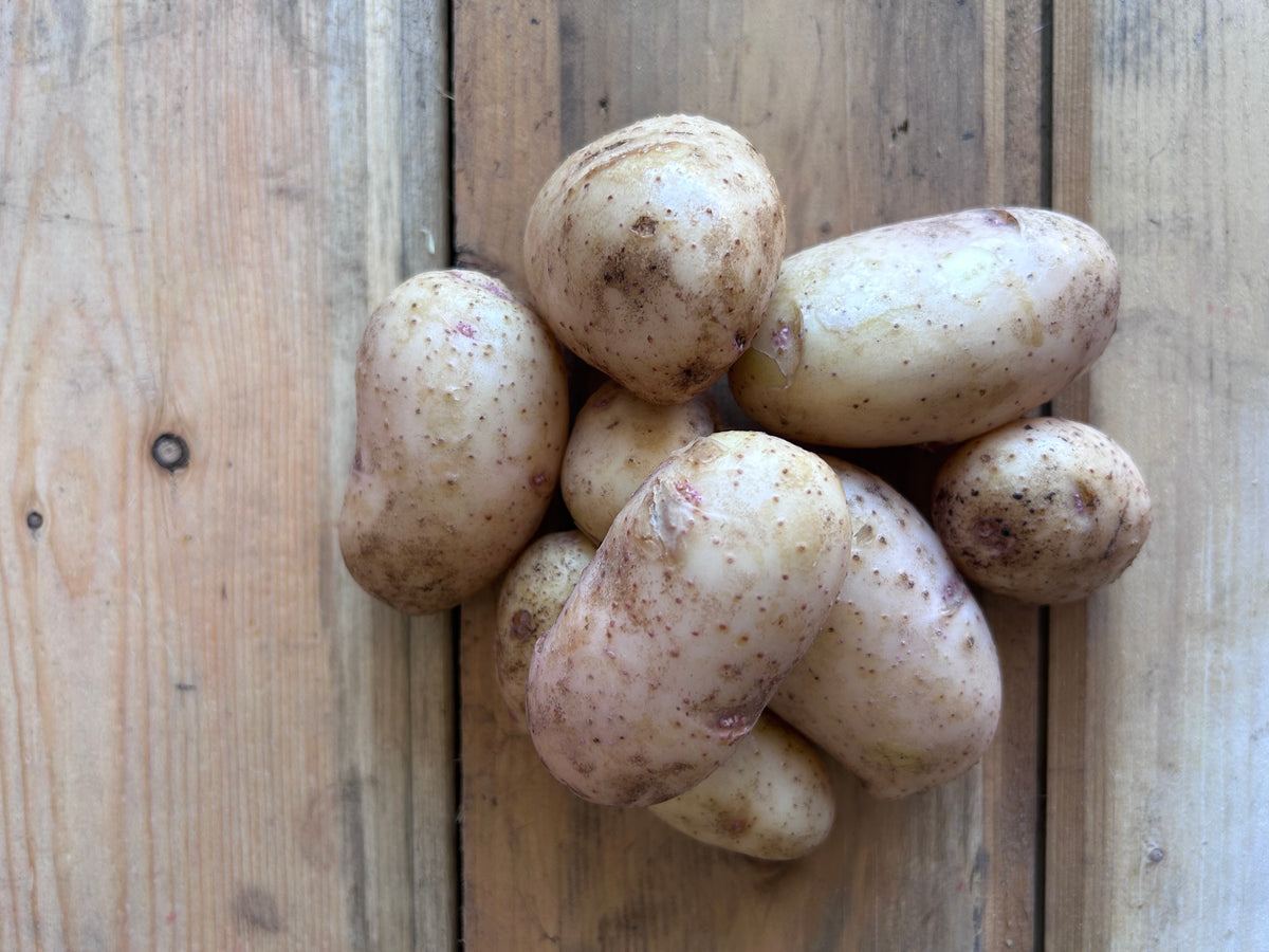Potato, Alta Blush