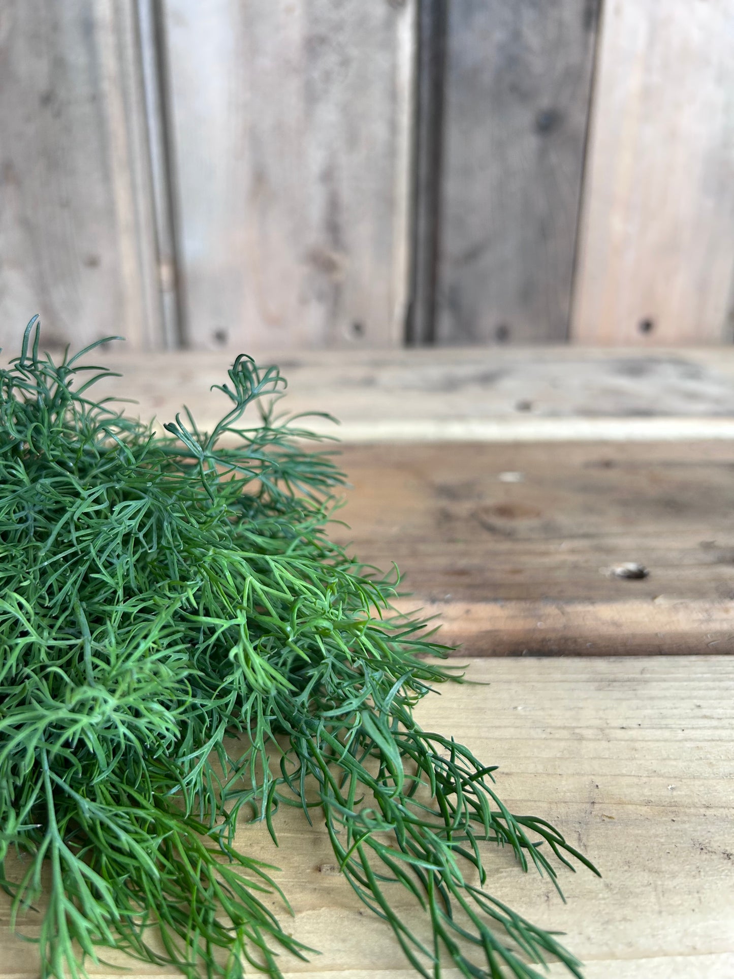 Dill