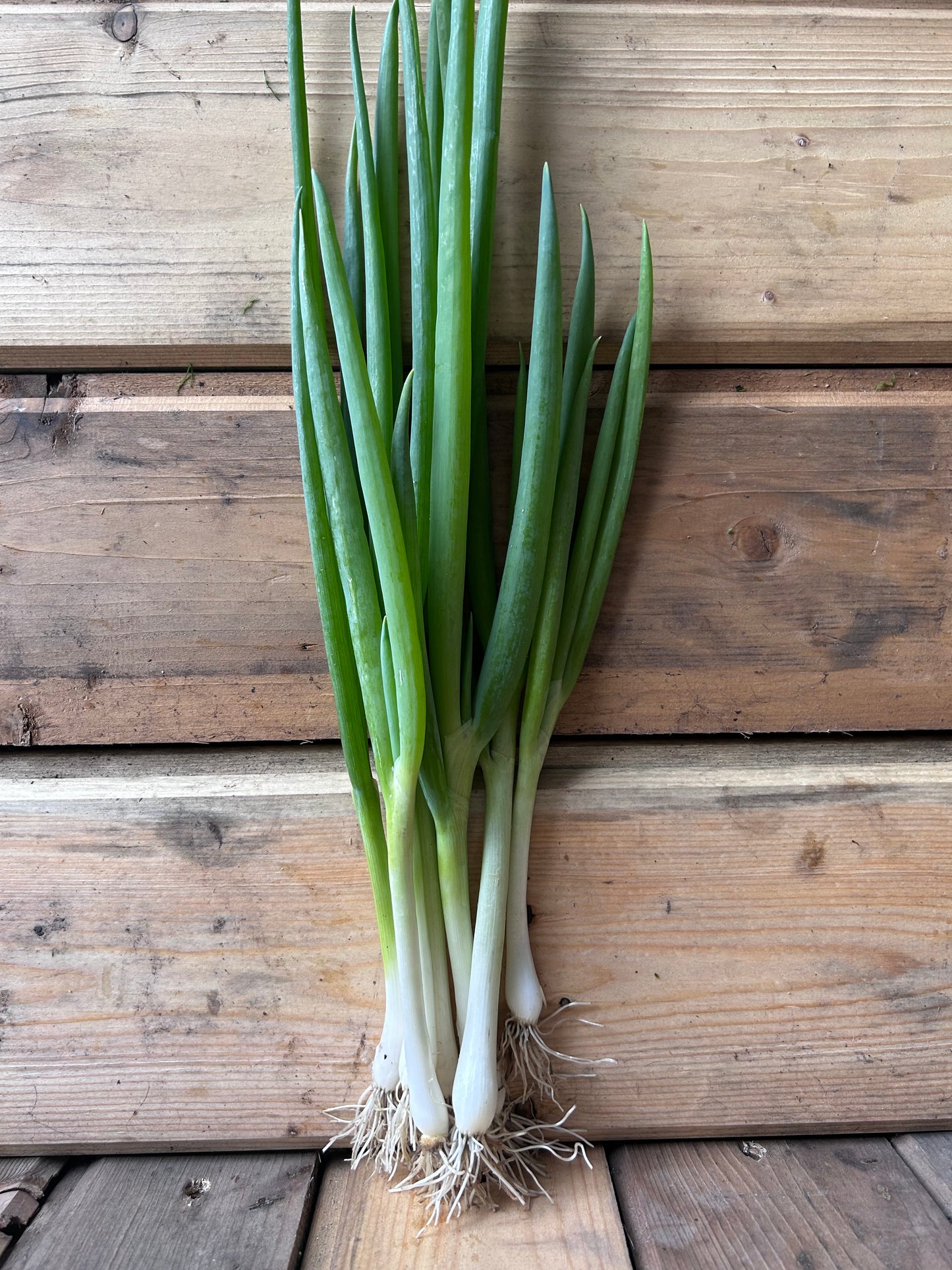 Green Onions