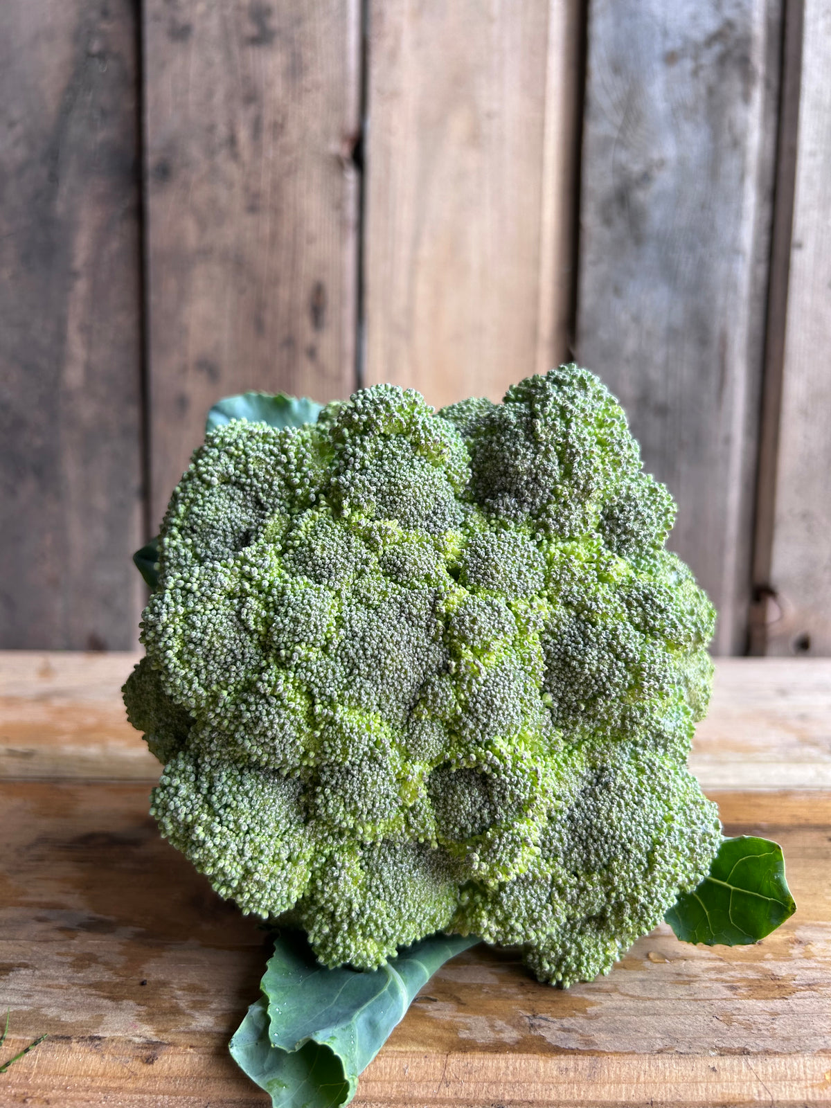 Broccoli