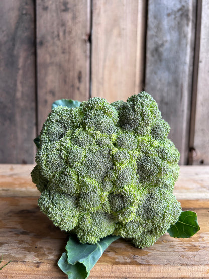 Broccoli