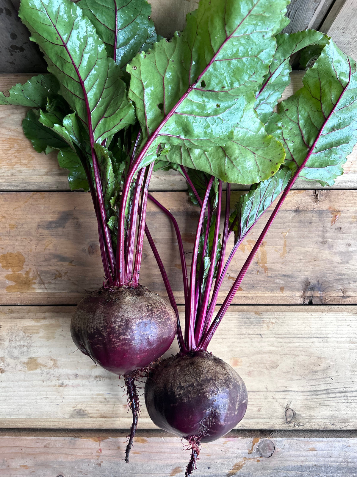 Beets, Red