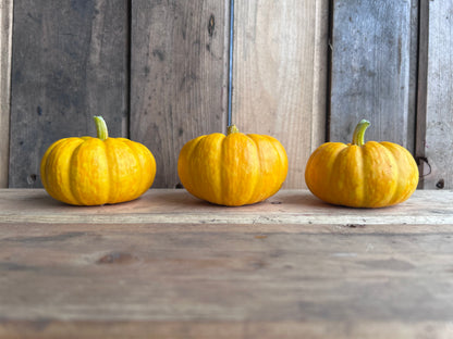Pumpkin, Jill-Be-Little
