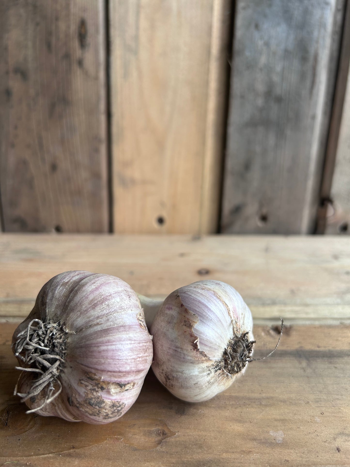 Garlic, Fresh