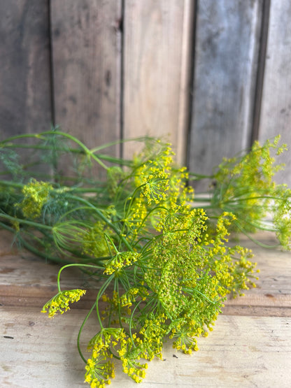 Dill (Pickling)