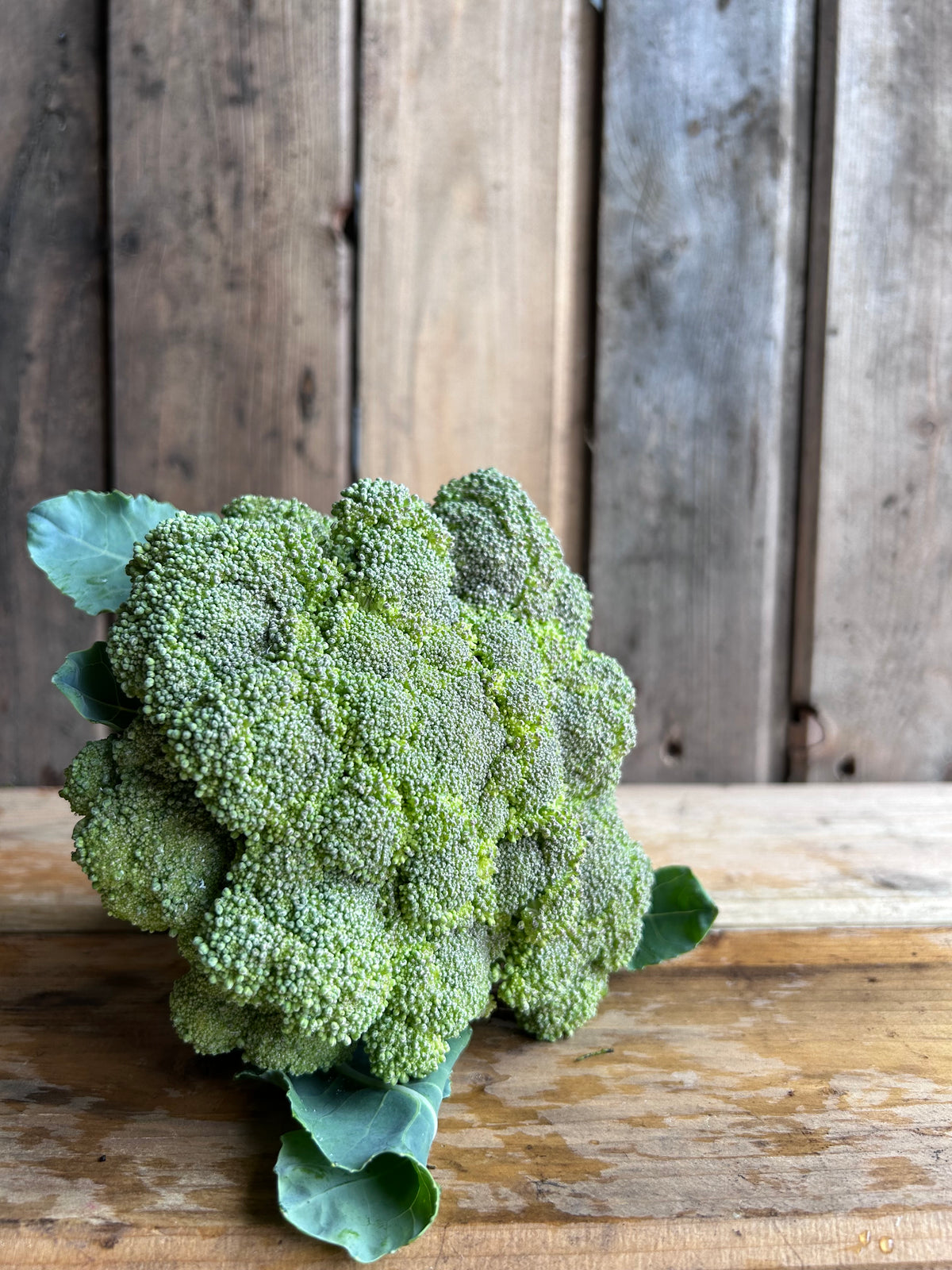 Broccoli