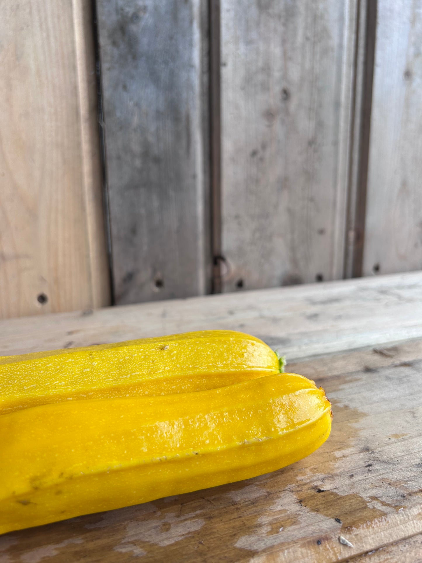 Zucchini, Gold