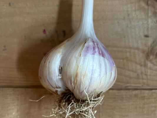Garlic