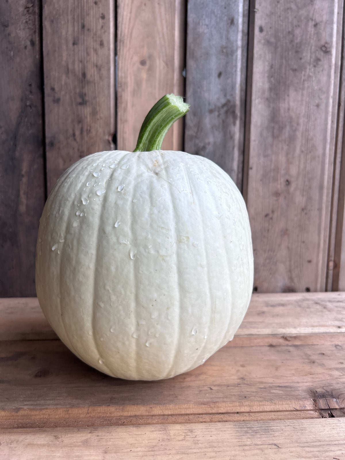 Pumpkin, White