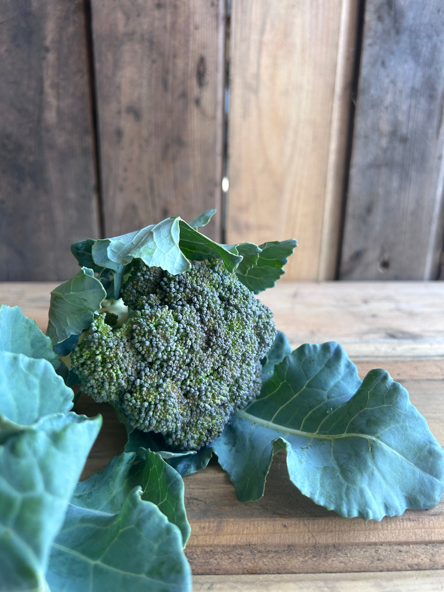 Broccoli