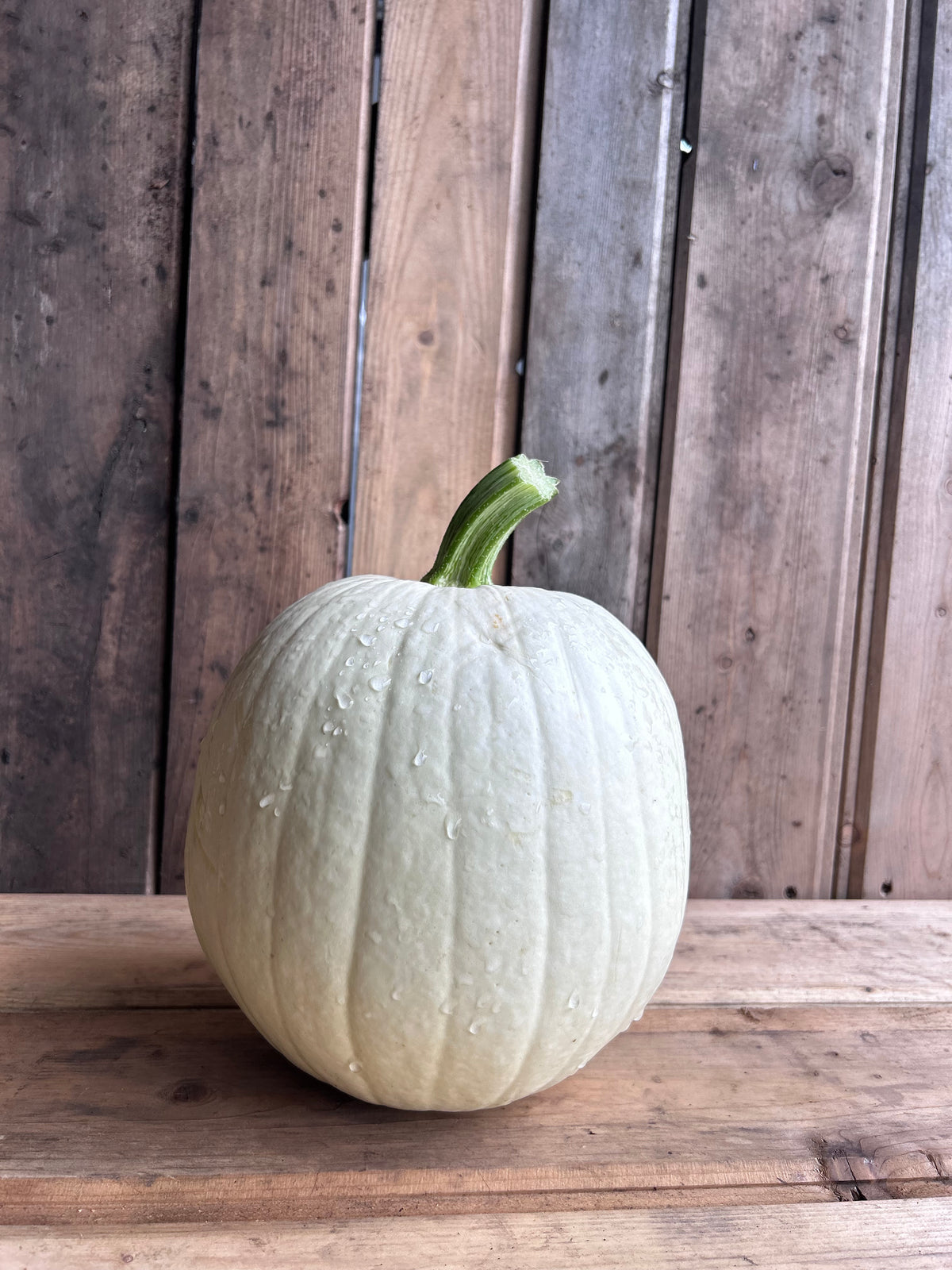 Pumpkin, White