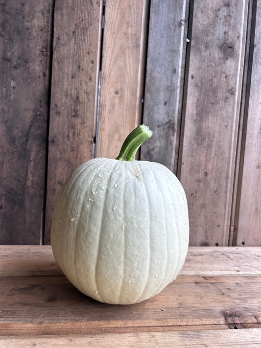 Pumpkin, White