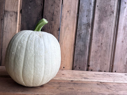 Pumpkin, White