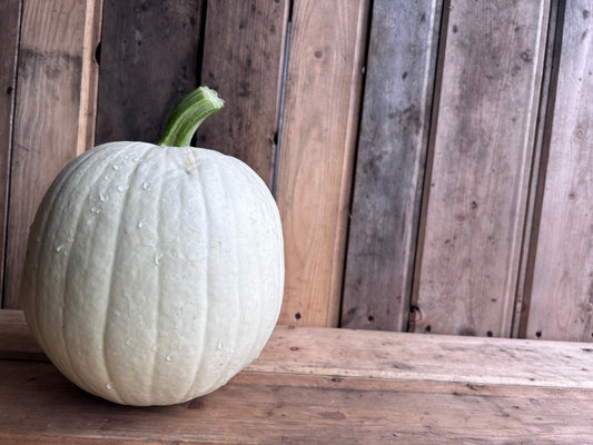 Pumpkin, White