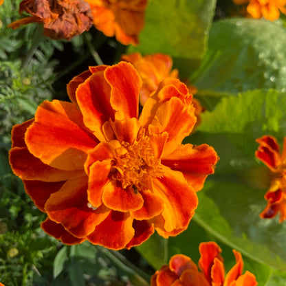 Marigold Seed Packet
