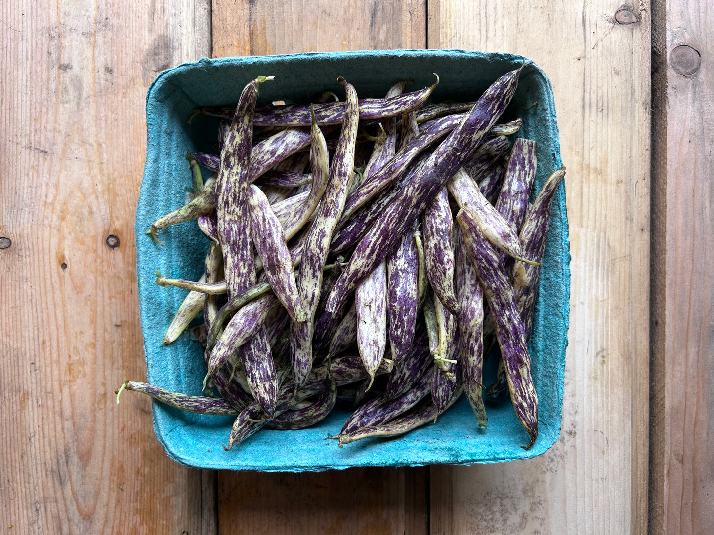 Beans, Dragon Tongue