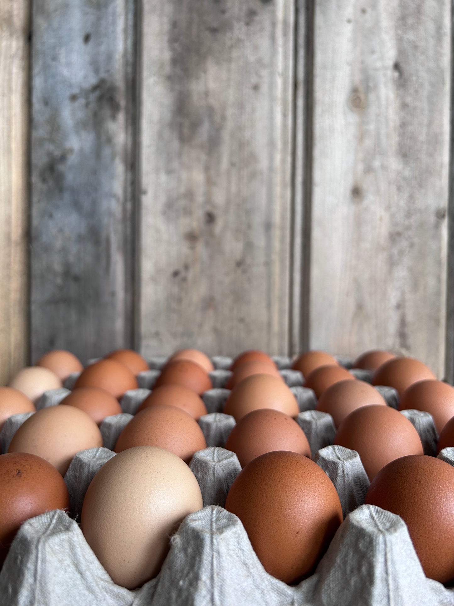 Eggs
