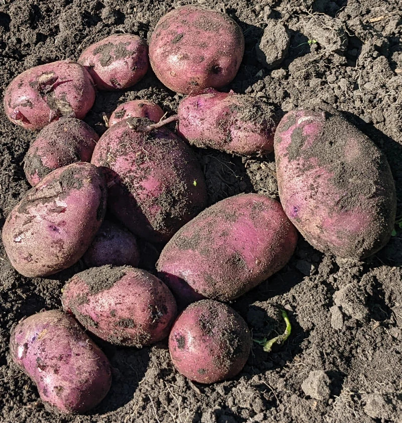 Organic Seed Potatoes