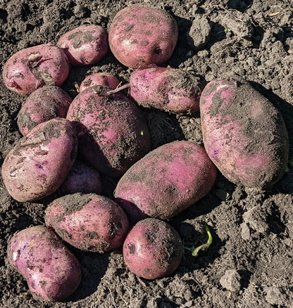 Organic Seed Potatoes