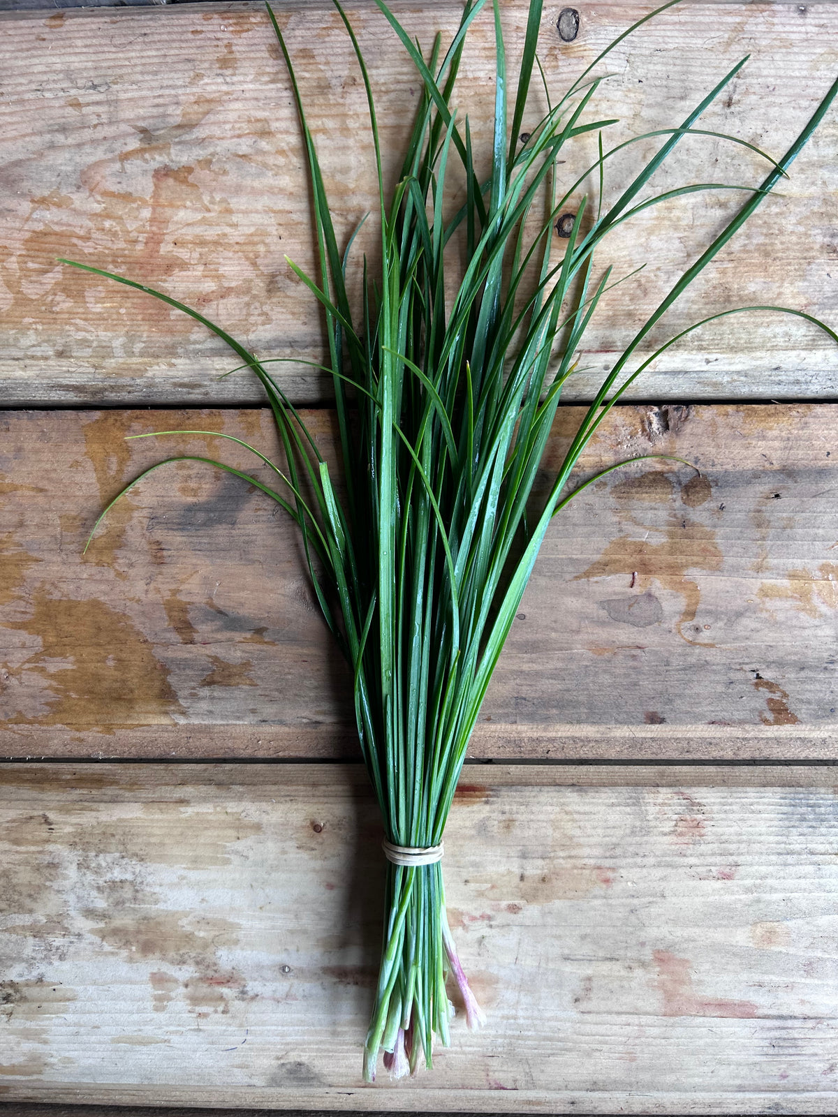 Chive, Garlic