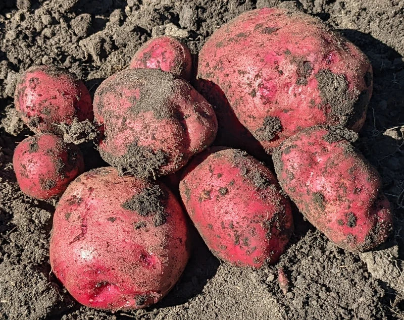 Organic Seed Potatoes