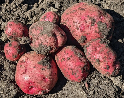 Organic Seed Potatoes