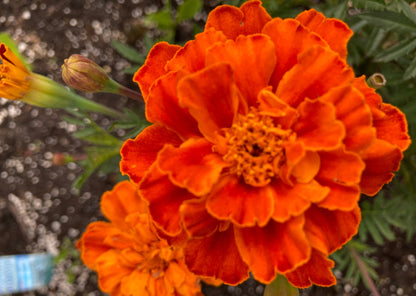 Marigold Seed Packet