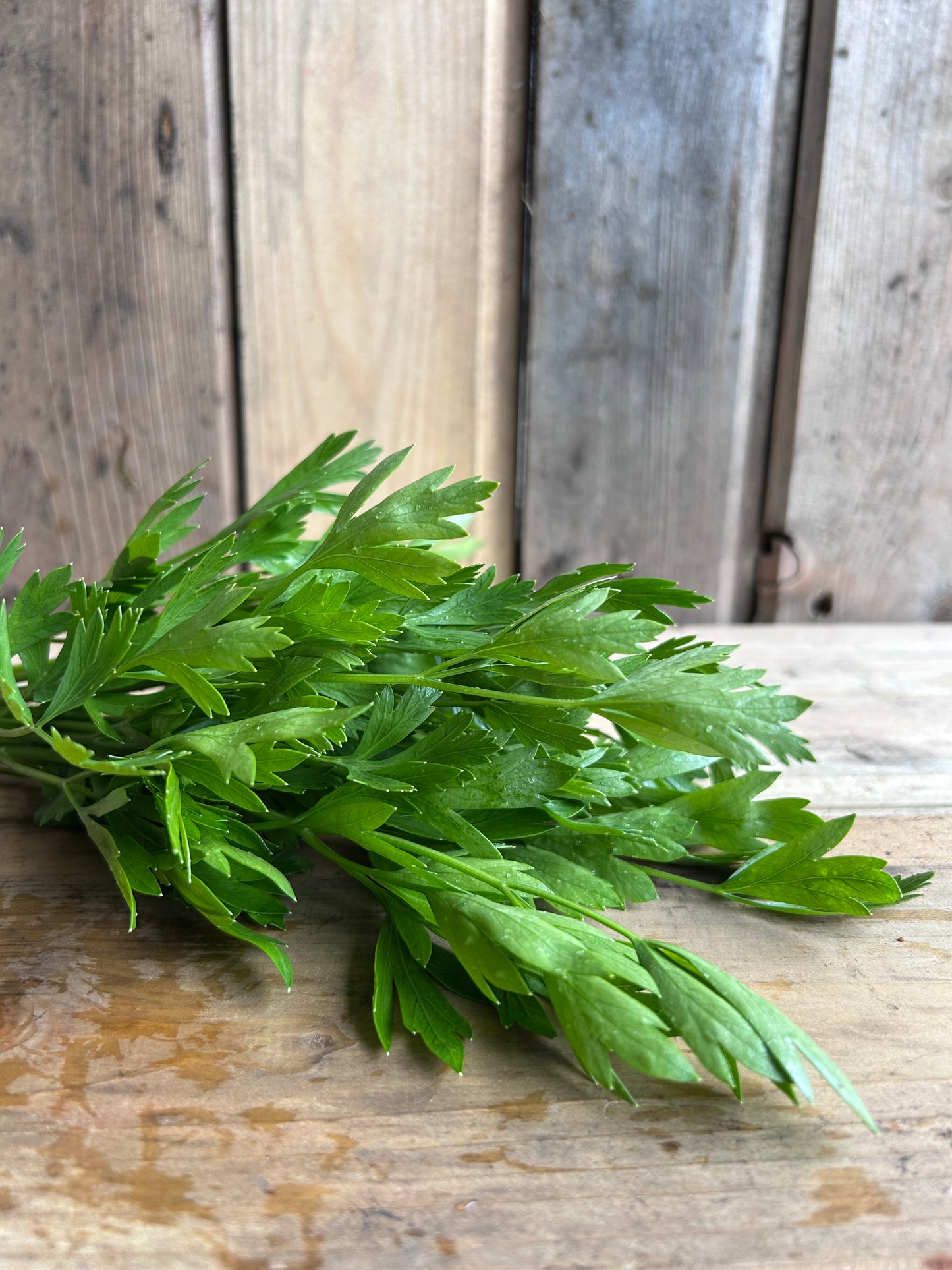 Parsley, Flatleaf