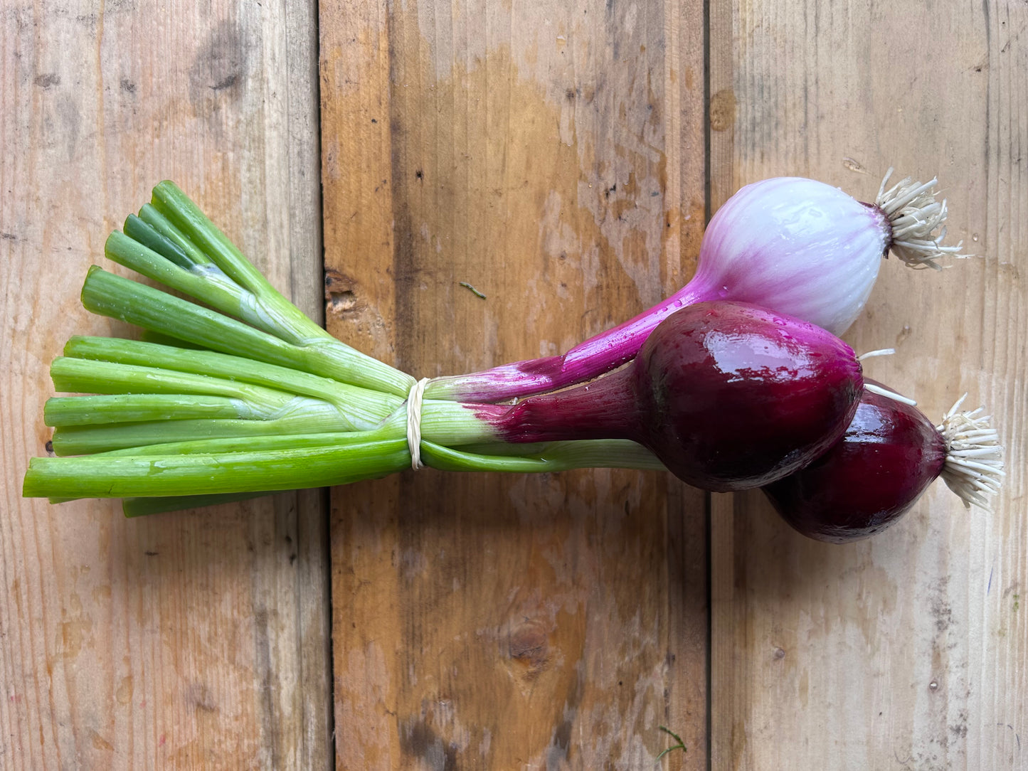Fresh Onion, Red