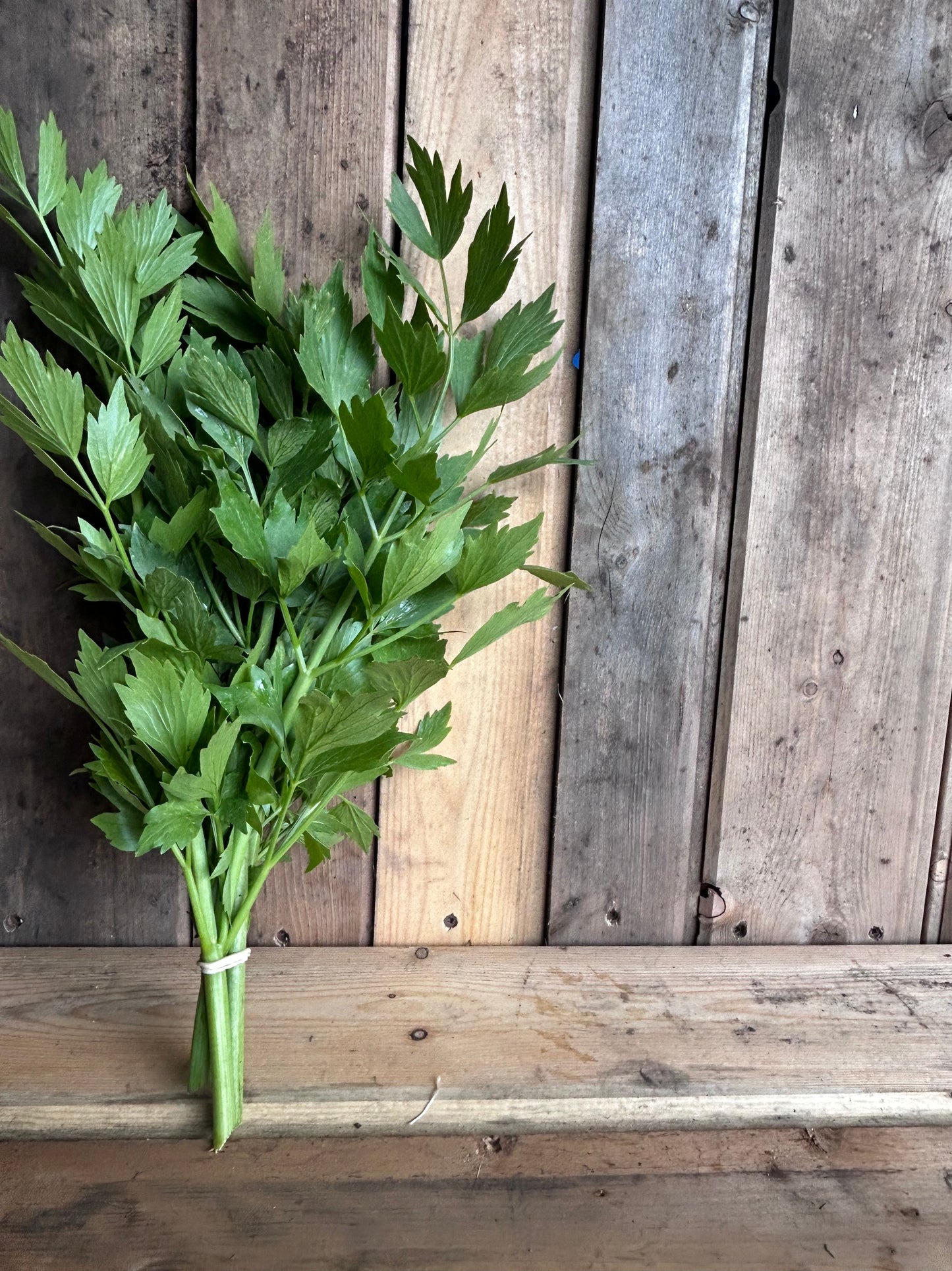 Lovage