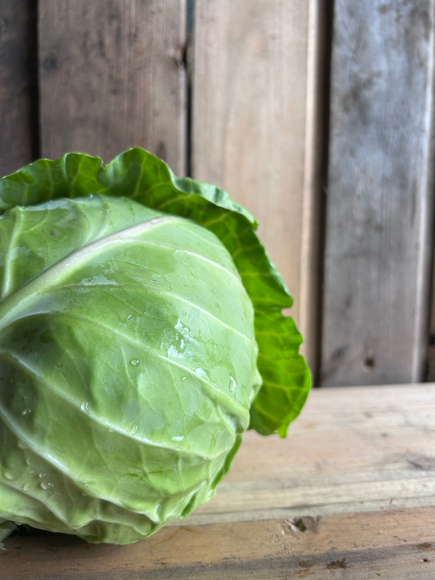 Cabbage, Green