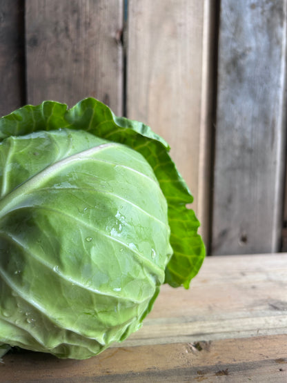 Cabbage, Green