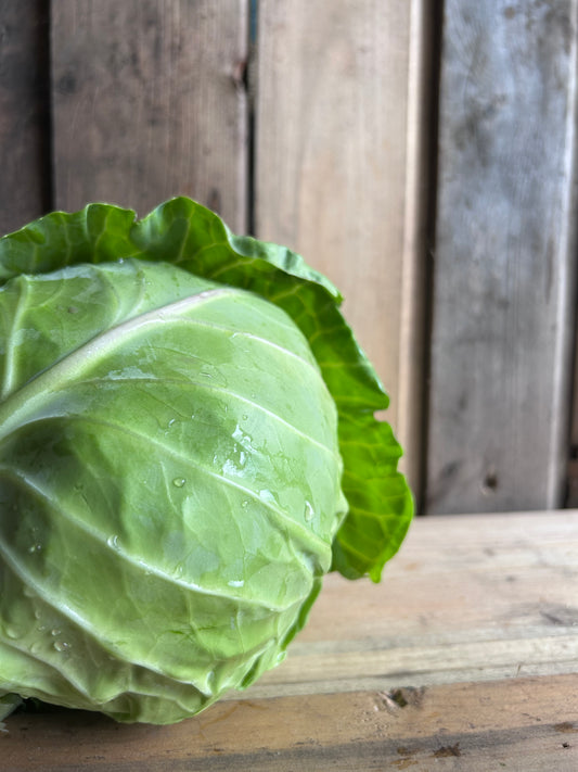 Cabbage, Green