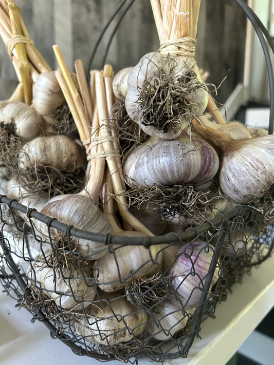 Garlic