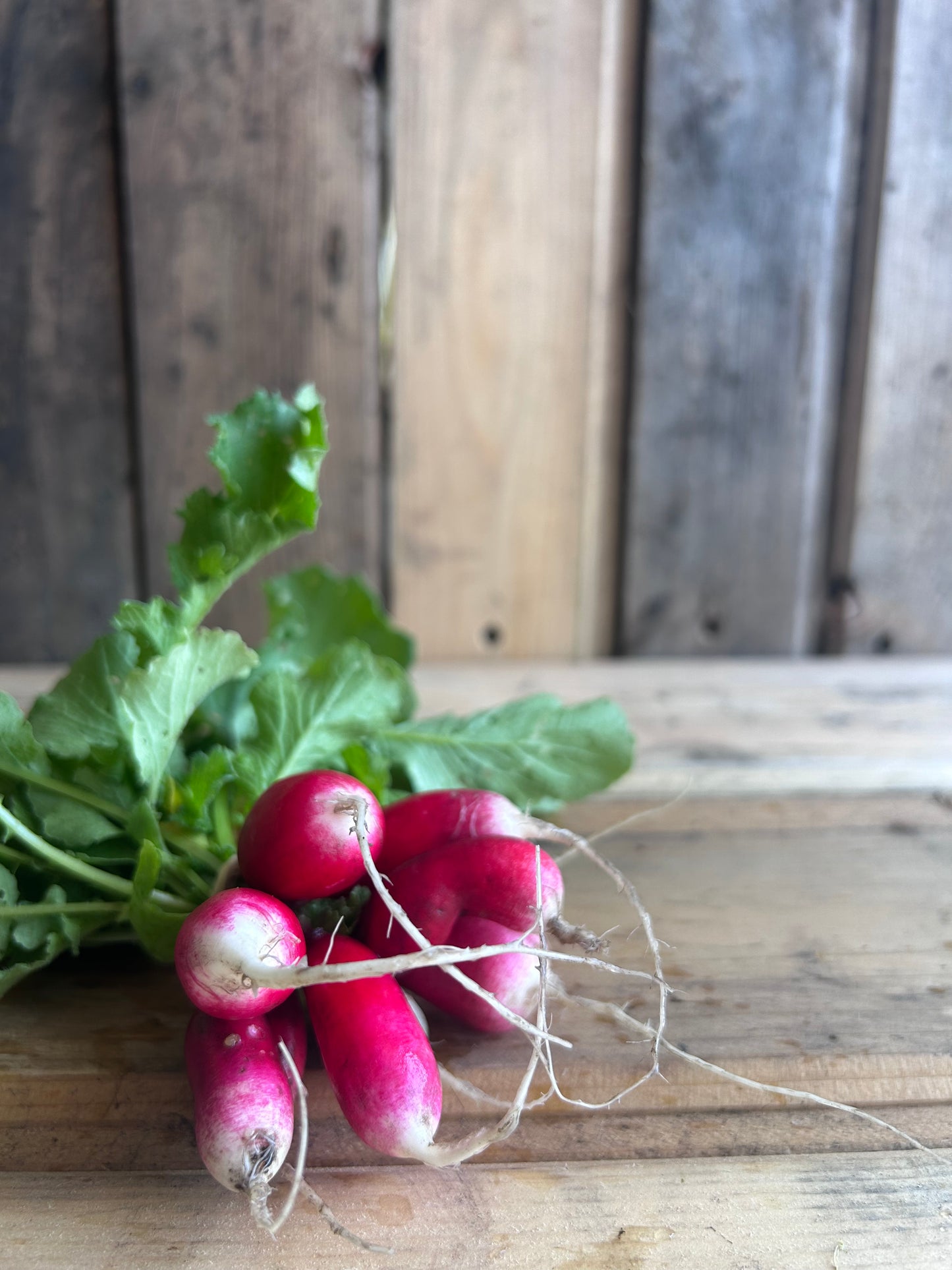 Radish, French Breakfast