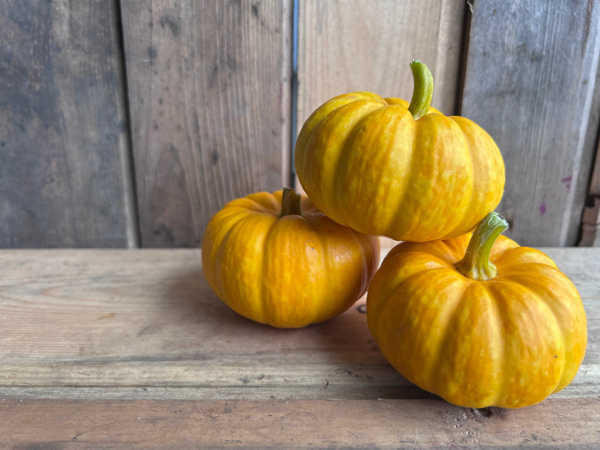 Pumpkin, Jill-Be-Little