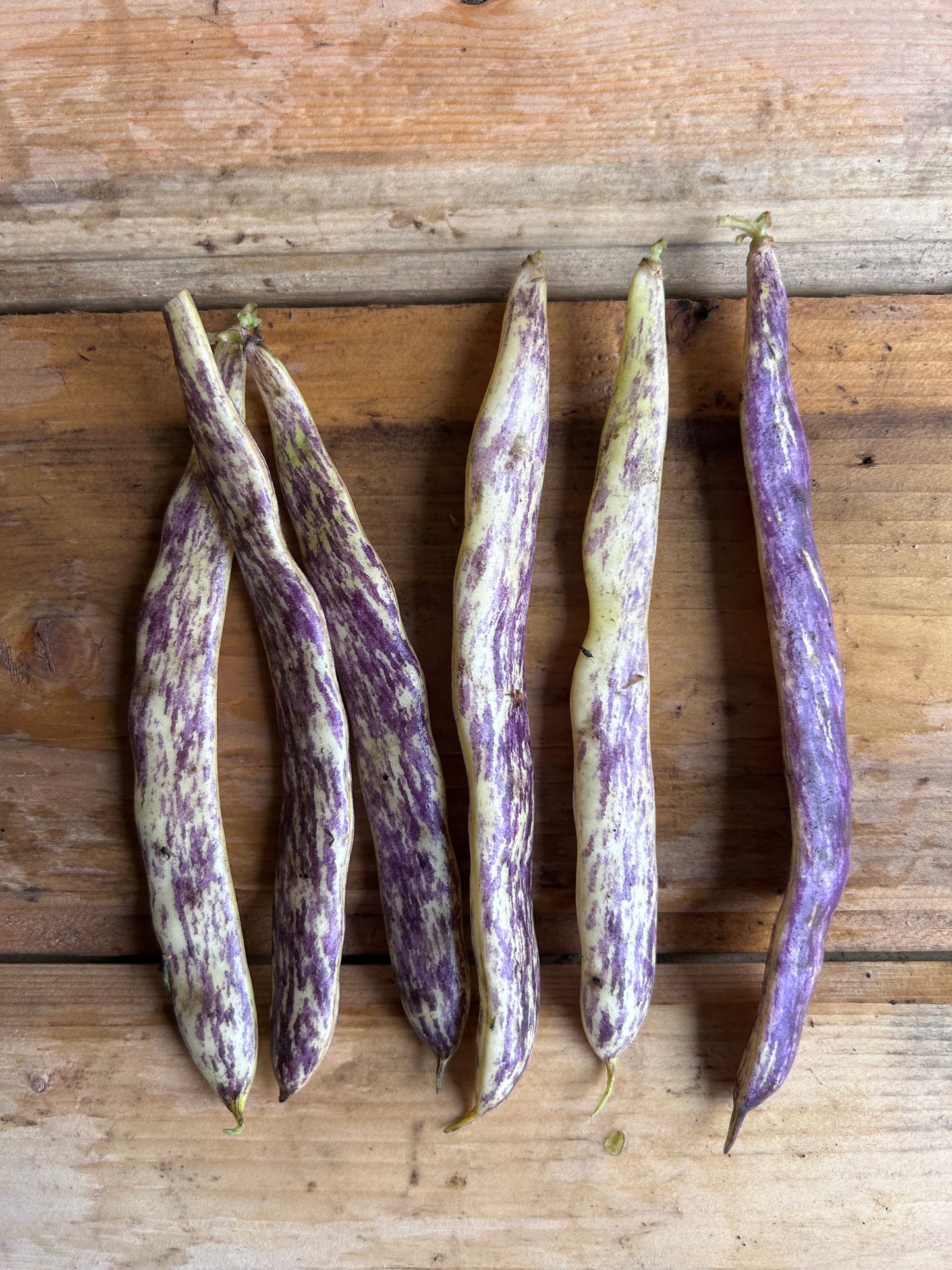 Beans, Dragon Tongue